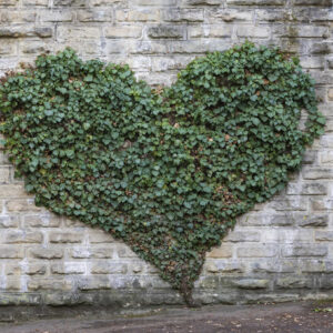 heart-wall